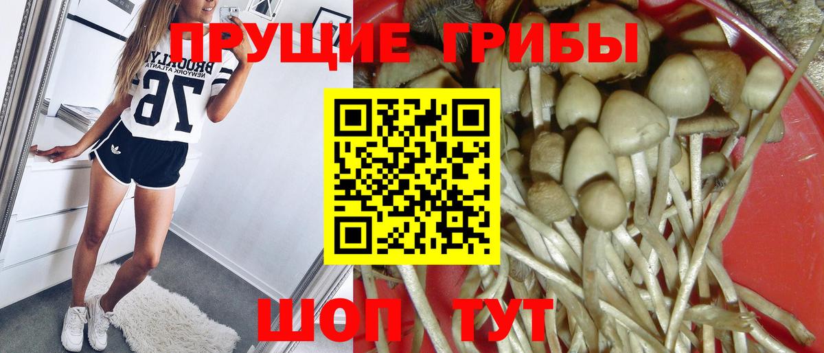 Пугачёв  Псилоцибиновые грибы Psilocybe  Вход с VPN 